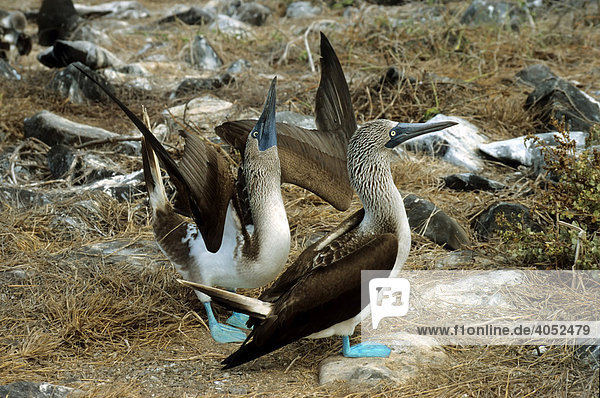 Blue-footed Booby (Sula nebouxii)  pair engaged in courtship ritual  male courtship dance  Espanola Island  Galapagos Archipelago  Ecuador  South America