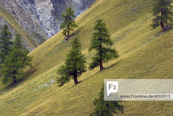 Loose group of Larch trees (Larix decidua)  Swiss National Park  Oberengadin  Canton of Graubuenden  Switzerland  Europe