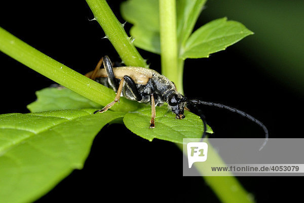 Bockkäfer (Cerambycidae) auf Blütenstengel