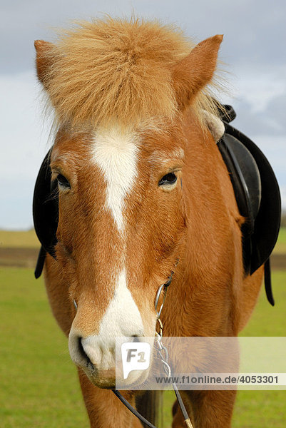 Islandpferd oder Isländer (Equus ferus caballus)  Portrait