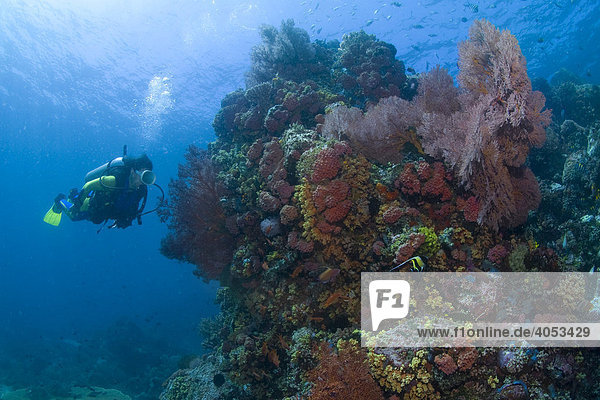Scuba Diver observing a colourful coral reef  Gnagga Island  Indonesia  Asia