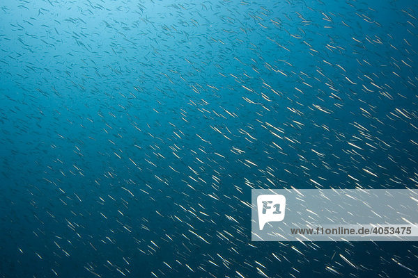 Fischschwarm  Schwarm Sardinen (Sardina pilchardus)  essbarer Meeresfisch  Philippinen  Südostasien