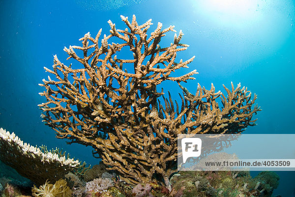Filigrane Steinkoralle (Acropora sp) im Korallenriff  Indonesien  Südostasien