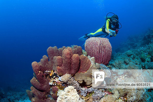 Scuba diver swimming in colourful coral reef behind a Barrel Sponge (Xestospongia testudinaria)  Indonesia  South East Asia