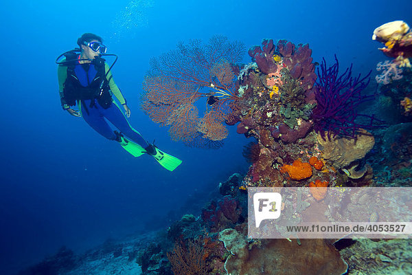 Scuba diver in colourful coral reef  Indonesia  South East Asia