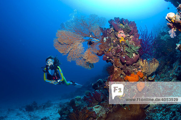 Scuba diver in colourful coral reef  Indonesia  South East Asia