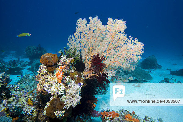 Korallenriff bewachsen mit Gorgonien (Scleraxonia)  Indonesien  Südostasien