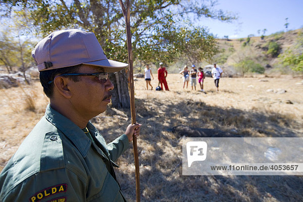 A ranger with a Komodo Dragon in the national park with tourists  Komodo National Park  UNESCO World Heritage Site  Komodo  Indonesia  Southeast Asia