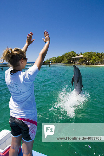 Delphintrainerin trainiert Delphin bei Biologieunterricht im Anthony's Key Resort  Roatan  Honduras  Zentralamerika