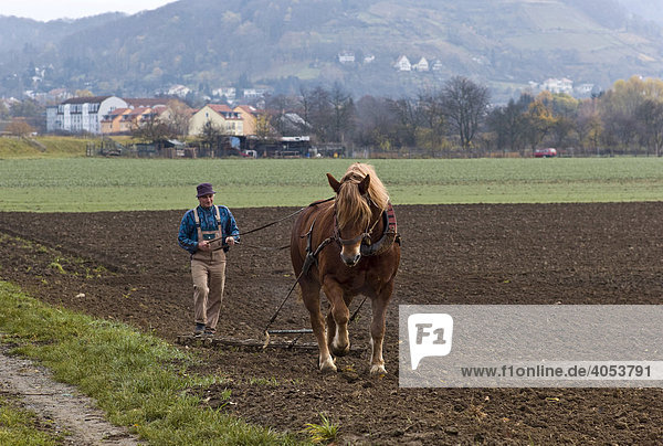 Ein Bauer mit einem Pferd pflügt ein Feld Hessen Deutschland Europa