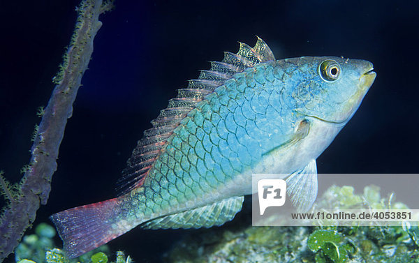 Rotband Papageienfisch (Sparisoma aurofrenatum)  Curacao  Karibik