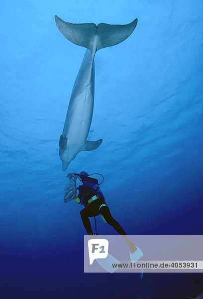 Bottlenose Dolphin (Tursiops truncatus) and scuba diver  Bahamas  Central America