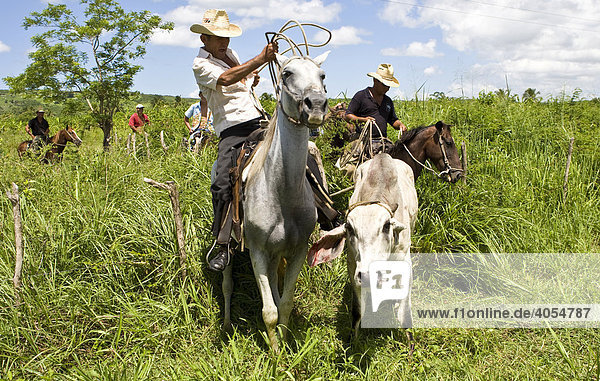 Cuban horse riders catching an escaped ox with a lasso in a plantation  Cuba  Latin America