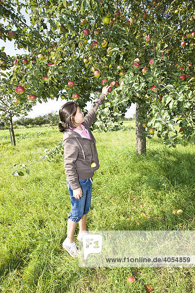 Junges Mädchen  ca. 11 Jahre  pflückt Apfel von einem Apfelbaum  Hessen  Deutschland  Europa