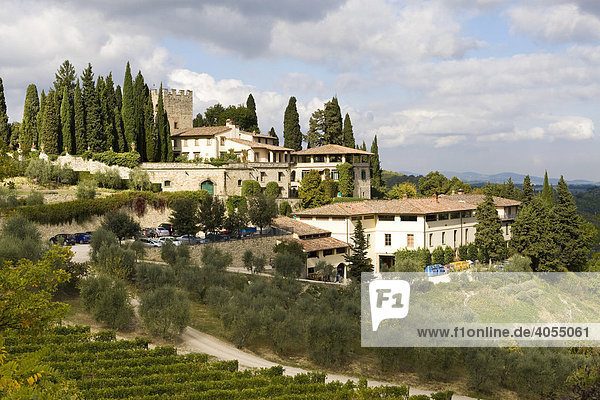 Verrazzano Vineyard  Chianti  Province of Florence  Firenze  Tuscany  Italy  Europe