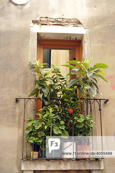 Hausfassade mit bepflanztem Balkon  Venedig  Italien  Europa