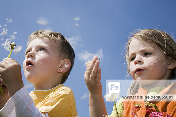 Junge  3 Jahre  und Mädchen  4 Jahre  beim Blasen von Pusteblumen  Löwenzahn Samen (Taraxacum officinale)  Schweiz  Europa