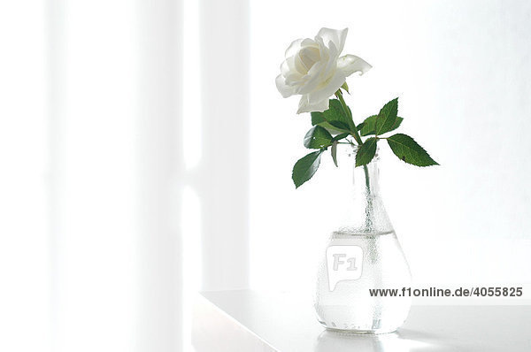 Weiße Rose in Glasvase