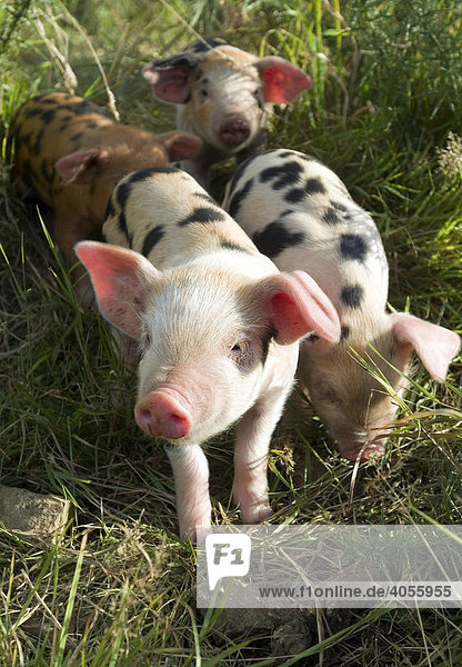 Small Domestic piglets (Sus scrofa domestica) in an organic farm  organic pigs