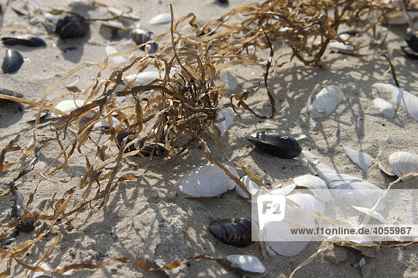 Muscheln und Seegras im Strandsand  Karlshagen  Insel Usedom  Mecklenburg-Vorpommern  Deutschland  Europa