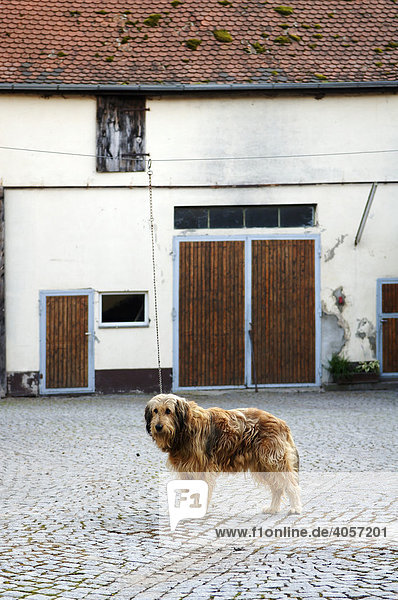 Hund an einer Kette  Kettenhund  in einem Bauernhof  Horbach  Unterfranken  Bayern  Deutschland  Europa