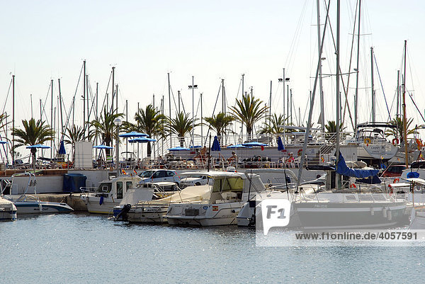 Boats in Club Nautic s'Arenal  marina with palm trees in Arenal  Balearic Islands  Mediterranean Sea  Spain  Europe
