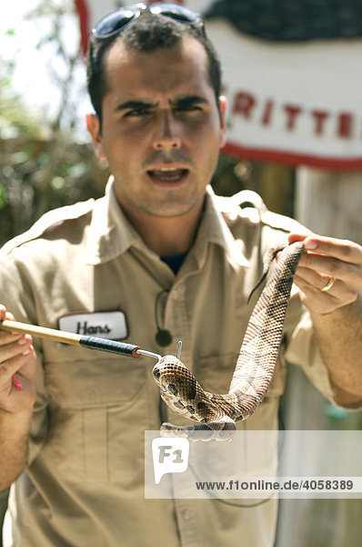 Schlangenshow  Ranger mit Klapperschlange  Billie Swamp's Safari Camp  Everglades  Florida  USA