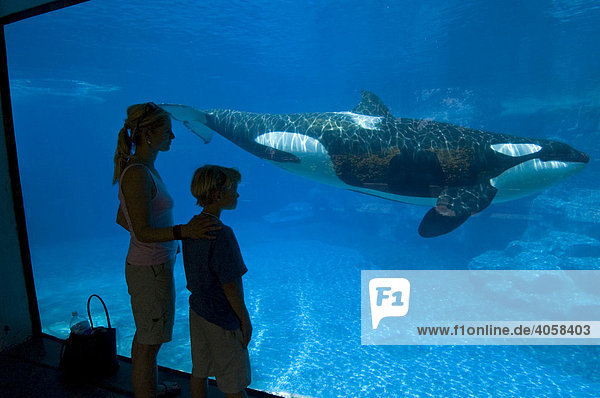 Orcas (Orcinus orca)  Seaworld  Orlando  Florida  USA  Nord America
