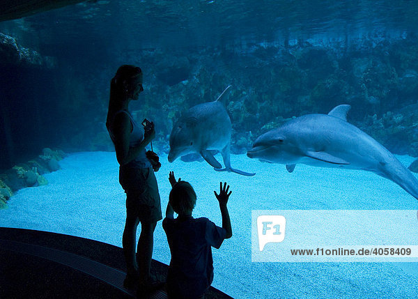 Dolphins (Tursiops truncatus)  Seaworld  Orlando  Florida  USA  North America