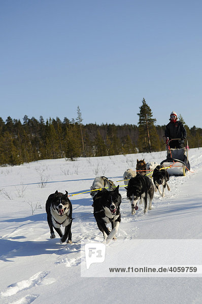 Team of sledge dogs on a tour in the Pasvik-valley  Melkefoss  Kirkenes  Finnmark  Lapland  Norway  Scandinavia  Europe