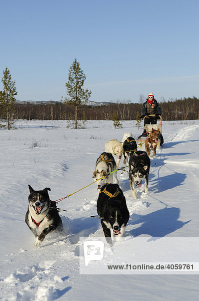 Schlittenhunde-Gespann bei Tour im Pasvik-Tal  Melkefoss  Finnmark  Lappland  Norwegen  Skandinavien  Europa