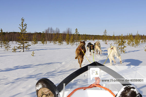 Team of harnessed sledge dogs on tour in Pasviktal  Melkefoss  Kirkenes  Finnmark  Lapland  Norway  Scandinavia  Europe