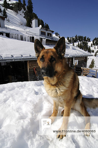 Hutment dog  Neue Bamberger Huette  Kelchsau  Tyrol  Austria  Europe