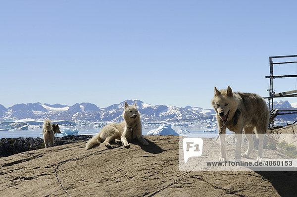 Schlittenhunde in Tiniteqilaq  Sermilik-Fjord  Ostgrönland  Grönland
