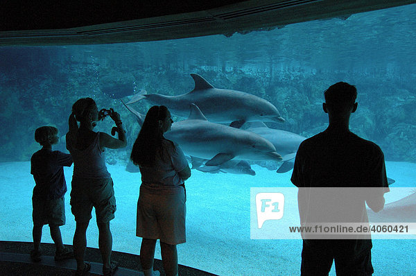 Dolphins  SeaWorld Adventure Park  Orlando  Florida  USA  North America