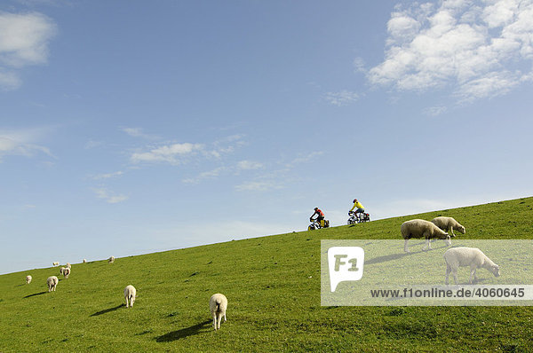 Radfahrer und Schafe auf Deich bei der Hamburger Hallig  Nordfriesland  Nordsee  Schleswig-Holstein  Deutschland  Europa