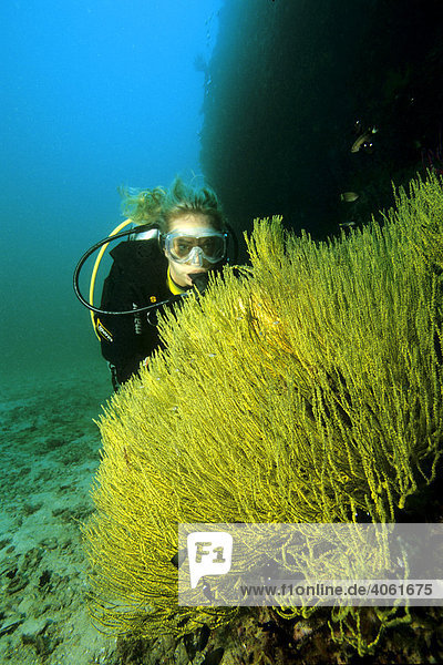 Eine Taucherin betrachtet ein gelbe Antipathes Koralle (Antipathes sp.)  Oman  Arabische Halbinsel  Indischer Ozean  Asien