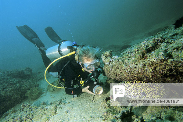 Eine Taucherin beobachtet eine Netzmuräne (Gymnothorax favagineus)  Musandam  Oman  Arabische Halbinsel  Indischer Ozean  Asien