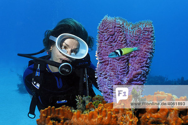 Taucherin betrachtet Himmelblauen Vasenschwamm (Callyspongia plicifera) und Blaukopf-Junker (Thalasoma bifasciatum)  adulte Phase  Half Moon Caye  Lighthouse Reef  Turneffe Atoll  Belize  Zentralamerika  Karibik