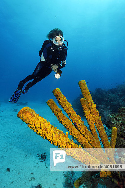 Taucherin betrachtet Gelben Goldschwamm  (Aplysina fistularis)  auf Sandgrund  am Rand von Korallenriff  Half Moon Caye  Lighthouse Reef  Turneffe Atoll  Belize  Zentralamerika  Karibik