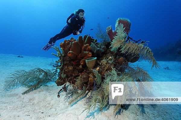 Taucher betrachtet Kleinen Korallenblock mit verschiedenen Schwämmen und Korallen auf Sandgrund  Halfmoon Caye  Lighthouse Reef  Turneffe Atoll  Belize  Zentralamerika  Karibik