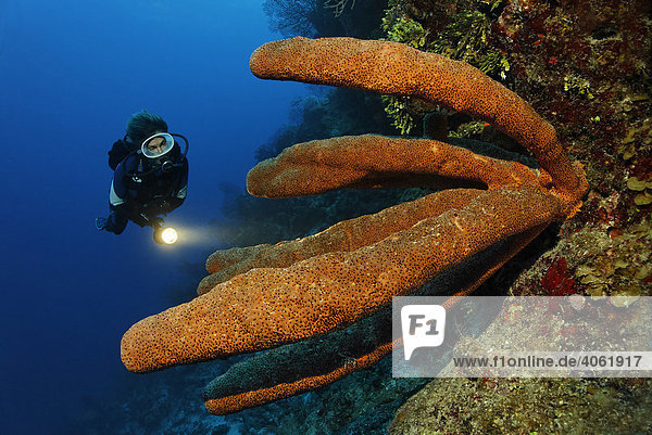 Taucherin mit Lampe betrachtet prachtvolles Exemplar Brauner Röhrenschwamm (Agelas conifera) an Steilwand im Korallenriff  Hopkins  Dangria  Belize  Zentralamerika  Karibik