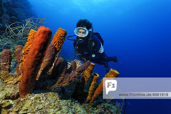 Taucherin betrachtet Gruppe verschiedenartiger Schwämme an abfallendem Korallenriff  Hopkins  Dangria  Belize  Zentralamerika  Karibik