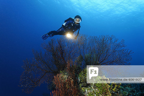 Female diver with a lamp looking at free-standing deep-water sea fan (Iciligorgia schrammi) in front of a steeply sloping coral reef  Hopkins  Dangria  Belize  Central America  Caribbean