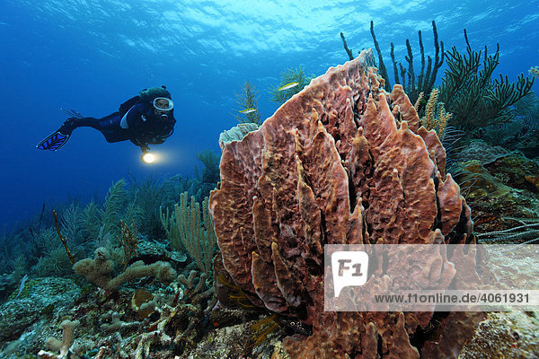Taucherin mit Lampe betrachtet Riesenfassschwamm (Xestospongia muta) im Korallenriff  Hopkins  Dangria  Belize  Zentralamerika  Karibik
