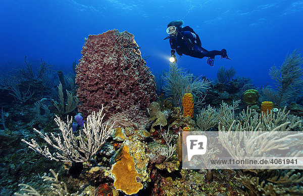 Taucherin mit Lampe betrachtet Riesenfassschwamm (Xestospongia muta) im vielfarbigen Korallenriff mit unterschiedlichen Schwämmen und Korallen  Hopkins  Dangria  Belize  Zentralamerika  Karibik