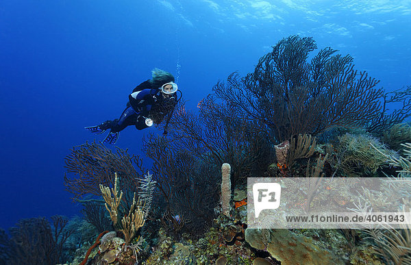 Taucherin mit Lampe betrachtet Tiefwasser-Seefächer (Iciligorgia schrammi) an Riffkante im Korallenriff mit verschiedenen Schwämmen und Korallen  Hopkins  Dangria  Belize  Zentralamerika  Karibik