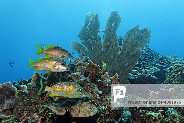 Ein Blaustreifen-Grunzer (Haemulon sciurus) und zwei Schulmeister Schnapper (Lutjanus apodus) stehen im Korallenriff  Barriereriff  San Pedro  Insel Ambergris Cay  Belize  Zentralamerika  Karibik