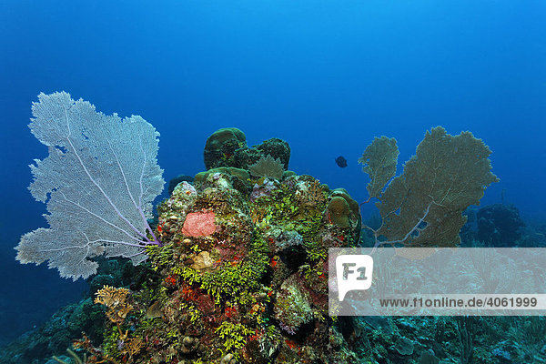 Korallenblock im Korallenriff mit Venus Fächern (Gorgonia flabellum)  Halimeda Algen (Halimeda s.) und vielfarbigen anderen Korallen und Schwämmen  Barriereriff  San Pedro  Insel Ambergris Cay  Belize  Zentralamerika  Karibik