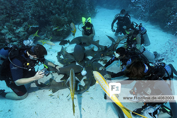 Taucher erleben ein Gruppe von Karibischen Ammenhaien  (Ginglymostoma cirratum)  die duch Duftstoffe und Köder angelockt wurden  Barriereriff  San Pedro  Insel Ambergris Cay  Belize  Zentralamerika  Karibik Fischschwarm